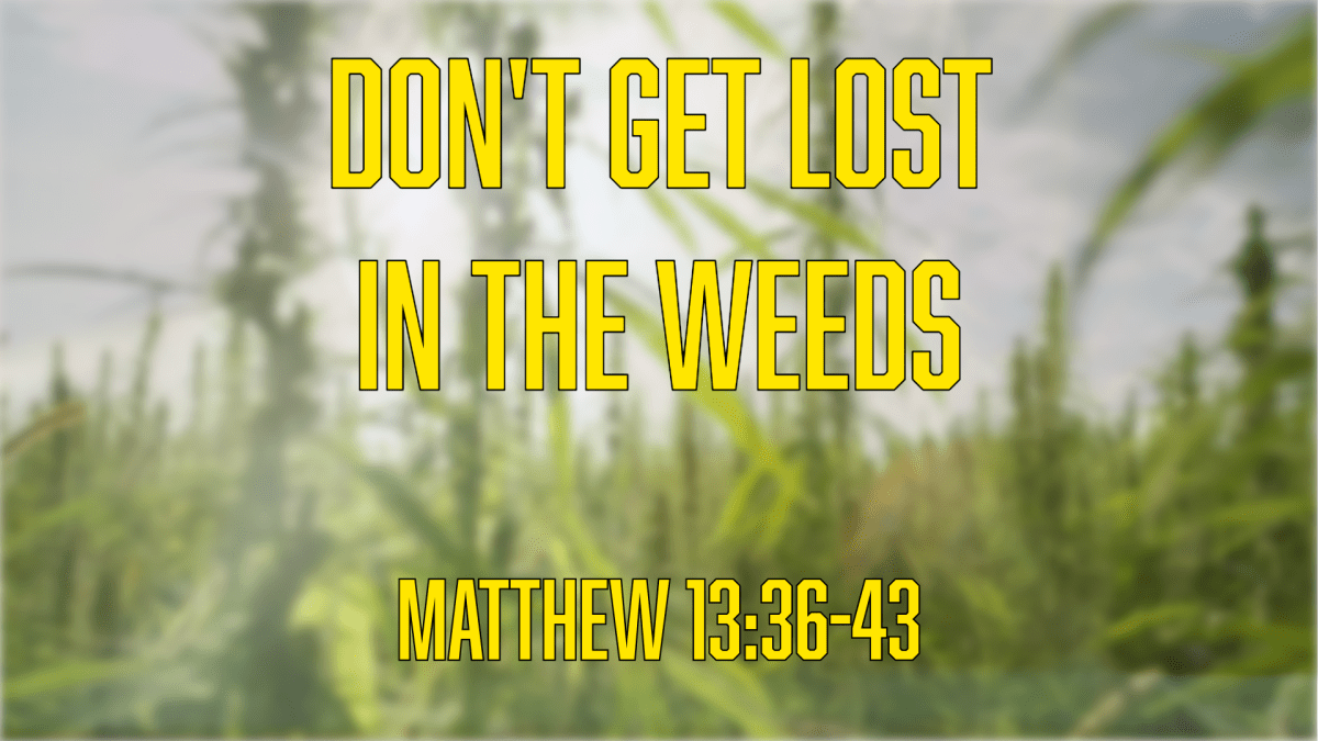 Don’t Get Lost In The&nbsp;Weeds